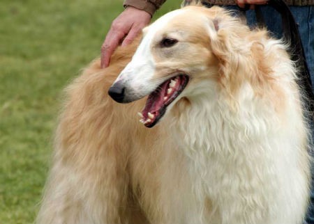 Russian Wolfhound