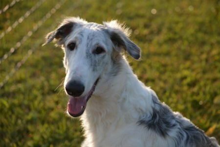 cachorro borzoi