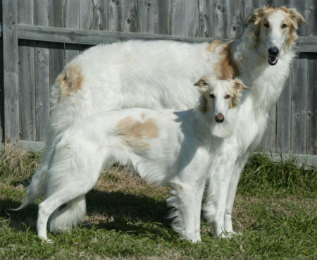 caracter borzoi