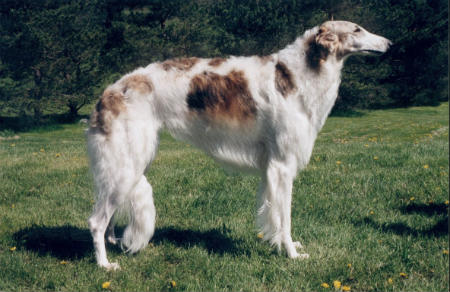 alimentacion borzoi