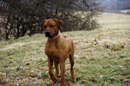 cachorro Rhodesian Ridgeback