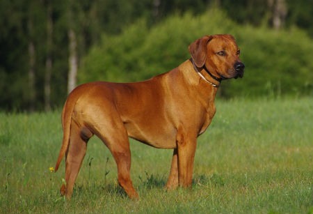 caracter Rhodesian Ridgeback