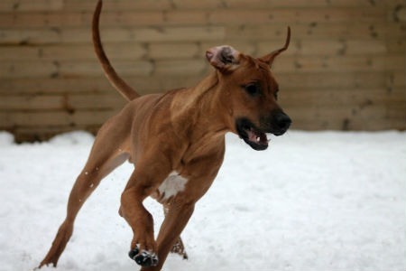 adoptar un rhodesian Ridgeback