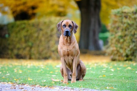 Ridgeback de rodesia