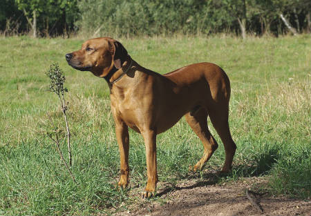 cuidados del Ridgeback de rodesia