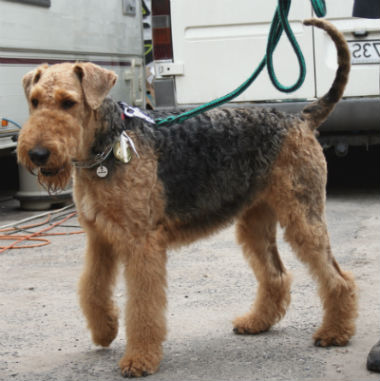 caracteristicas Airedale Terrier