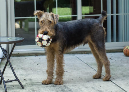 adiestrar Airedale Terrier