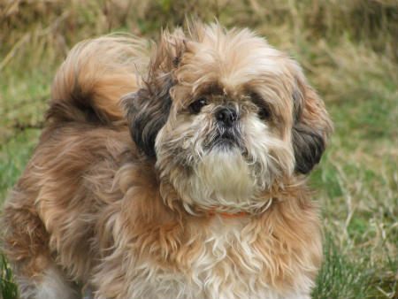 perro Shih Tzu