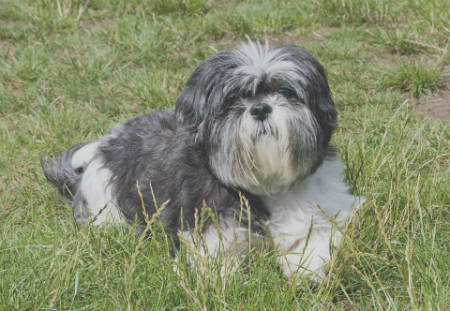 raza perro Shih Tzu