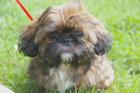 Shih Tzu cachorro