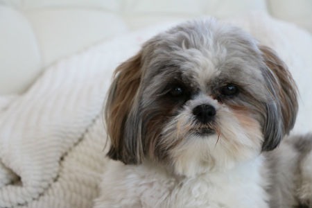 alimentacion del Shih Tzu