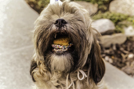 Cuidados del Shih Tzu