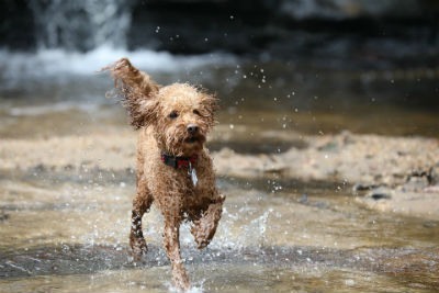 Temperamento del Caniche