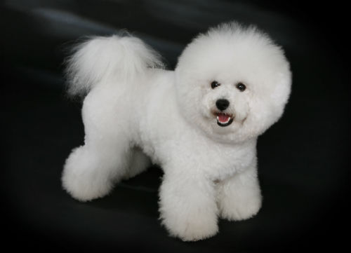 bichon frise perro pequeno