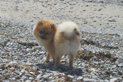 Spitz Enano pomerania