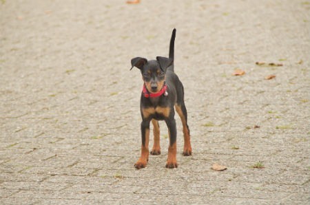 Pinscher miniatura