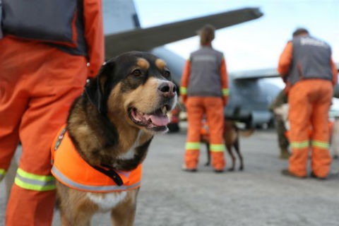 perros de rescate