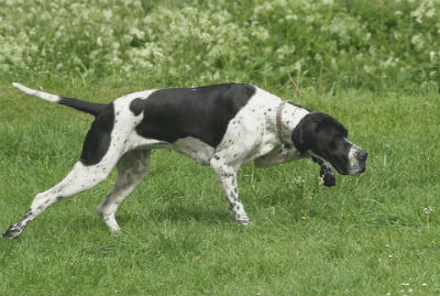 perro de caza Pointer