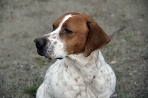 raza pointer