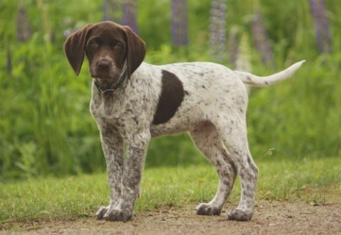 cachorro Pointer Ingles