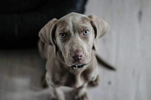 cachorro Braco de Weimar