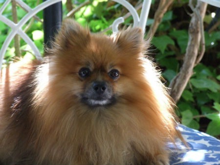 adoptar un pomerania