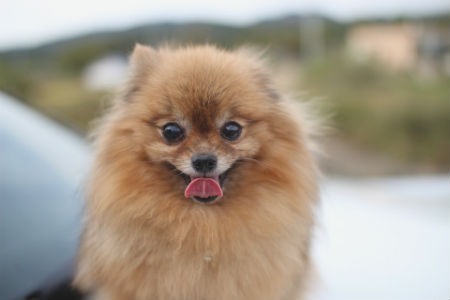 cachorro pomerania