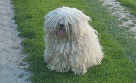 cachorro komondor