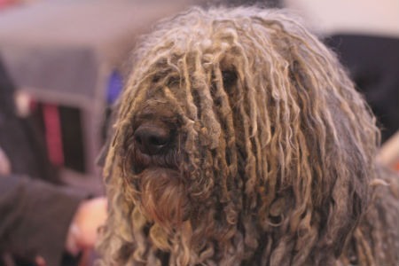 origen komondor