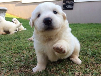 Cachorro Montana de los Pirineos