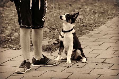 aprender como pasear a tu perro