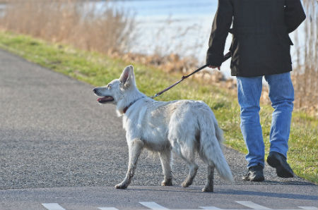 correas para pasear perro