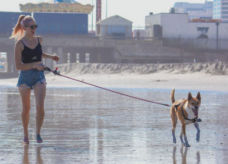 pasear con tu perro