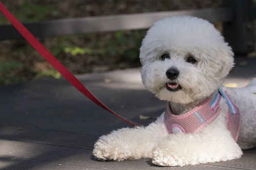 tipos de arneses para pasear perro