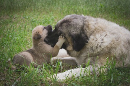 crecimiento del cachorro y destete