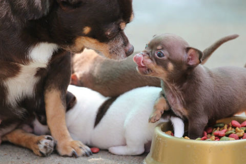 crecimiento cachorro destete