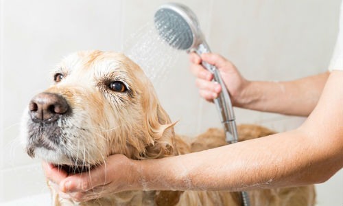 Consejos y trucos para banar a nuestro perro