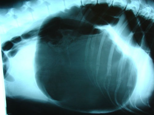 radiografia torsion gastrica