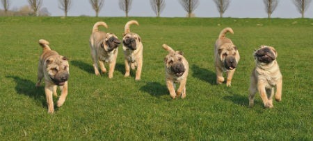 perros Sharpei