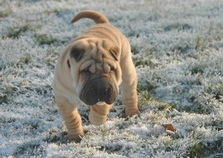 Sharpei