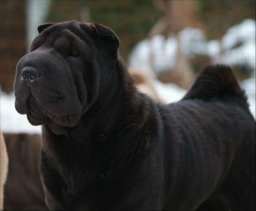 Características del Shar Pei