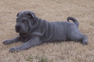 Shar pei