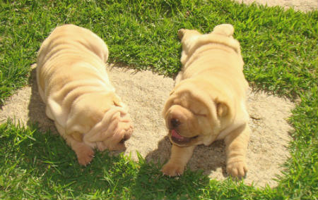 cachorros de Shar pei