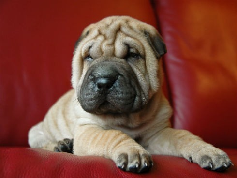 Cuidados del Shar pei