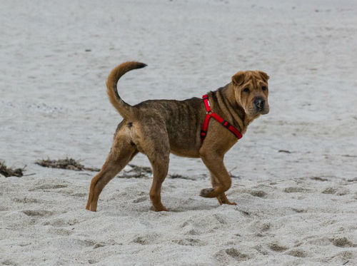 perro Sharpei