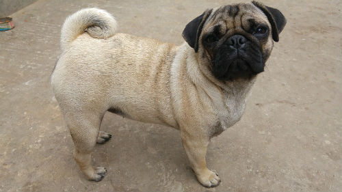 perro pug