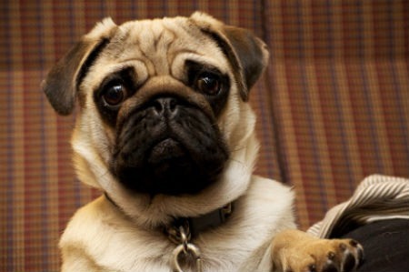 raza pug