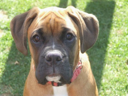 cachorros perro boxer