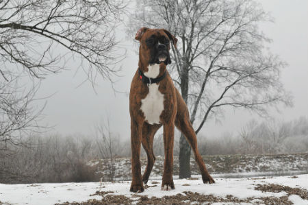 alimentacion boxer