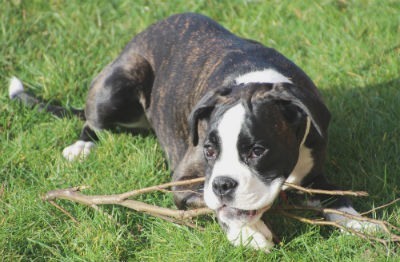 cachorro boxer